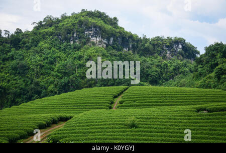 Tea plantation on mountain in Moc Chau, Vietnam. Moc Chau Plateau is known as one of the most attractive tourists destination in Northern Vietnam. Stock Photo