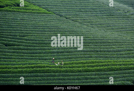 Farmers working on tea field in Moc Chau, Vietnam. Moc Chau Plateau is known as one of the most attractive tourists destination in Northern Vietnam. Stock Photo