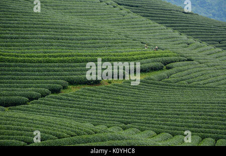 Oolong tea field in Moc Chau, Vietnam. Moc Chau Plateau is known as one of the most attractive tourists destination in Northern Vietnam. Stock Photo