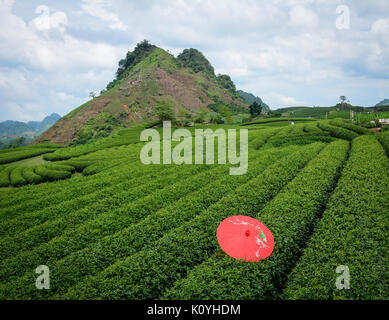 A red umbrella on tea field in Moc Chau, Vietnam. Moc Chau Plateau is known as one of the most attractive tourists destination in Northern Vietnam. Stock Photo