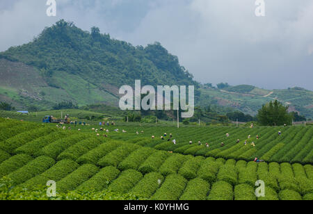 People harvesting tea on the field in Moc Chau, Vietnam. Moc Chau Plateau is known as one of the most attractive tourists destination in Northern Viet Stock Photo