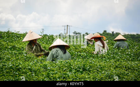 Moc Chau, Vietnam - May 26, 2016. People harvesting tea on the field in Moc Chau, Vietnam. Moc Chau Plateau is known as one of the most attractive tou Stock Photo