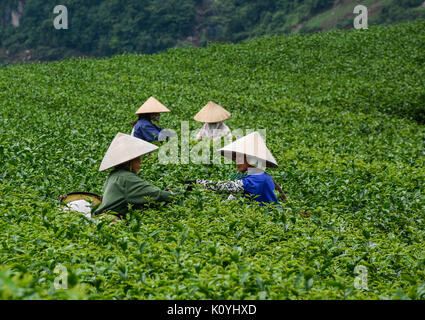 Moc Chau, Vietnam - May 26, 2016. Women harvesting tea on the field in Moc Chau, Vietnam. Moc Chau Plateau is known as one of the most attractive tour Stock Photo