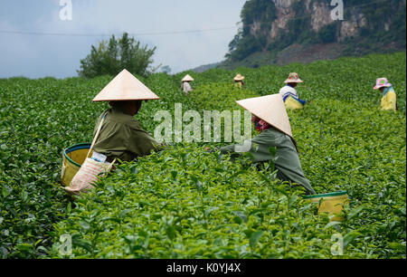 Women harvesting tea on the field in Moc Chau, Vietnam. Moc Chau Plateau is known as one of the most attractive tourists destination in Vietnam. Stock Photo