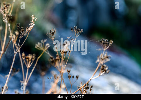 Dried wildflowers on light background Stock Photo by ©belchonock