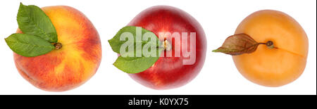 Peach nectarine apricot fruits top view from above isolated on a white background Stock Photo