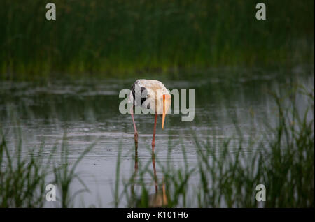 A Painted stork bird in a shallow water stream Stock Photo