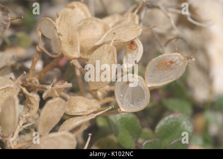 Alyssum ovirense (Obir Steinkraut) IMG 0459 Stock Photo