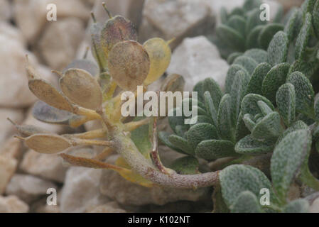Alyssum ovirense (Obir Steinkraut) IMG 0468 Stock Photo