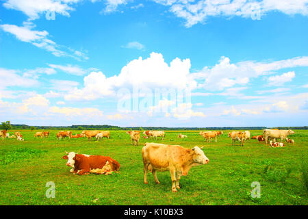 Cows herd on farm Stock Photo