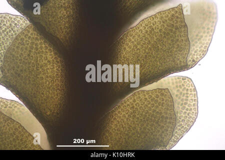 Anastrophyllum minutum (a, 142634 474025) 4449 Stock Photo
