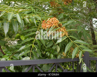 Ailanthus altissima, 2015 06 28, Three Rivers Heritage Trail, 02 Stock Photo