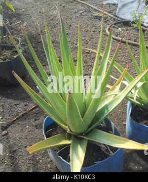 aloe-tormentorii-in-