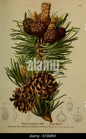 Atlas der Alpenflora (10424351484) Stock Photo