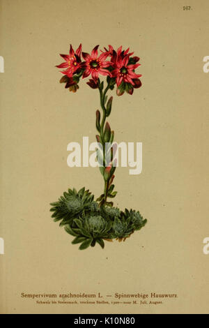 Atlas der Alpenflora (10055617963) Stock Photo