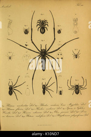 Bijdrage tot de kennis der arachniden van den Indischen archipel (9599519052) Stock Photo