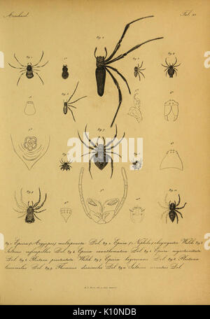 Bijdrage tot de kennis der arachniden van den Indischen archipel (9596724345) Stock Photo
