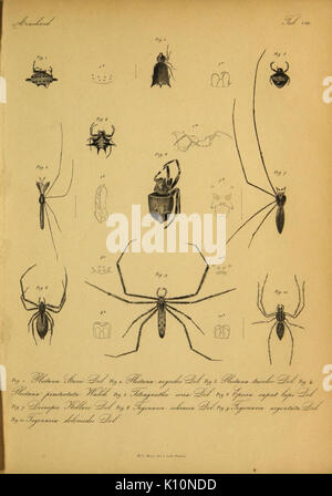 Bijdrage tot de kennis der arachniden van den Indischen archipel (9596721701) Stock Photo