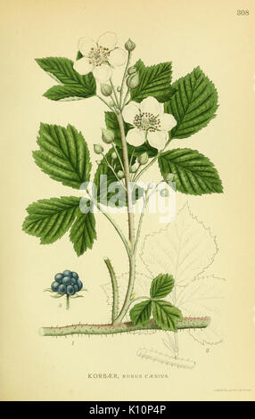 Billeder af nordens flora (Plate 308) (8147604998) Stock Photo