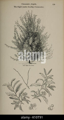 Arboretum et fruticetum britannicum, or (Plate 158) (7064328485)