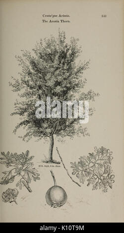 Arboretum et fruticetum britannicum, or (Plate 141) (6918240528)