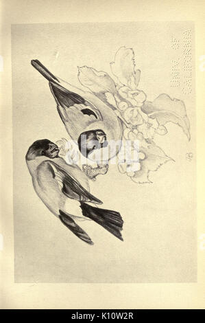 Birds from Moidart and elsewhere (Plate 41) (8510255199) Stock Photo