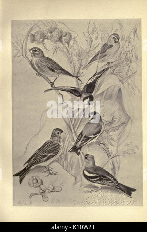 Birds from Moidart and elsewhere (Plate 40) (8511364516) Stock Photo