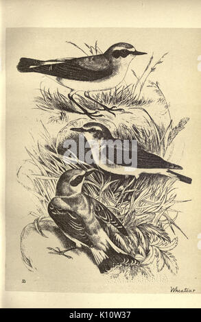 Birds from Moidart and elsewhere (Plate 28) (8511357492) Stock Photo