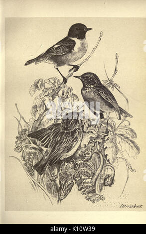 Birds from Moidart and elsewhere (Plate 26) (8511355916) Stock Photo