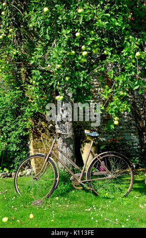 old bicycle leaning against apple tree in an english cottage garden Stock Photo
