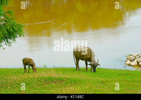 Two buffalo graze on the river after dipping the body in the mud Stock Photo