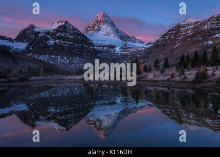 Mount Assiniboine and pink clouds reflected in a tarn near Lage Magog at sunrise, Mount Assiniboine Provincial Park, Rocky Mountains, British Columbia Stock Photo