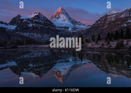 Mount Assiniboine and pink clouds reflected in a tarn near Lage Magog at sunrise, Mount Assiniboine Provincial Park, Rocky Mountains, British Columbia Stock Photo