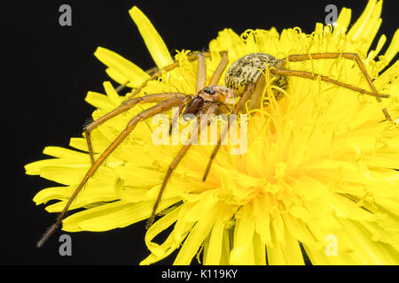 Closeup of a giant big fat spider on a dandelion flower Stock Photo