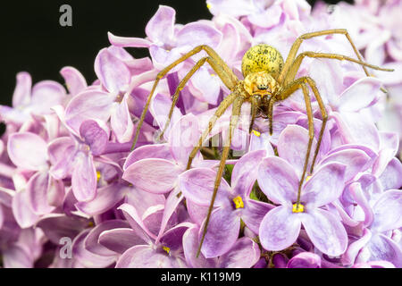 Closeup of a giant big fat spider on a common lilac flower Stock Photo