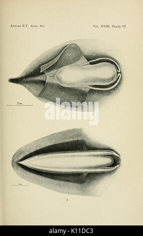 Annals of the New York Academy of Sciences BHL3503574 Stock Photo