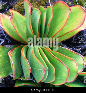 Aloe haemanthifolia of Western Cape mountaintops South Africa 6 Stock Photo