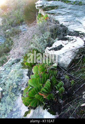 Aloe haemanthifolia of Western Cape mountaintops South Africa 2 Stock Photo