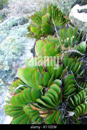 Aloe haemanthifolia of Western Cape mountaintops South Africa 8 Stock Photo