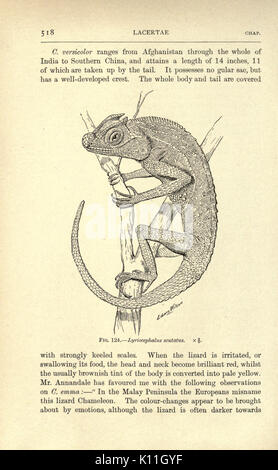 Amphibia and reptiles (Page 518, Fig. 124) BHL23288589 Stock Photo