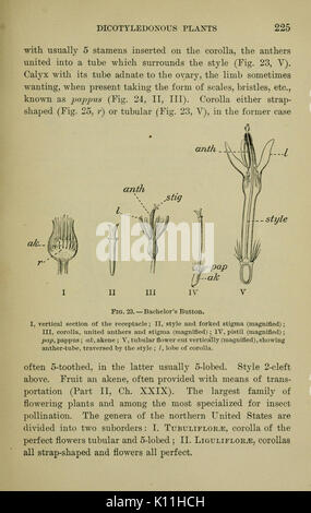 Bergen's botany   key and flora   Northern and Central States ed (Page 225) BHL12993829 Stock Photo