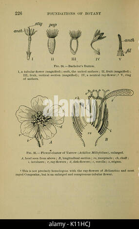 Bergen's botany   key and flora   Northern and Central States ed (Page 226) BHL12993830 Stock Photo