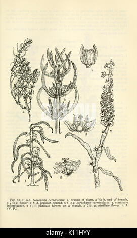 Aquatic and wetland plants of southwestern United States (Page 841) BHL3347305 Stock Photo