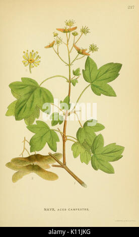 Billeder af nordens flora (Plate 237) BHL10459675 Stock Photo