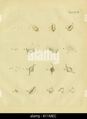 A detailed illustration of freshwater and marine infusoria, featured in ...