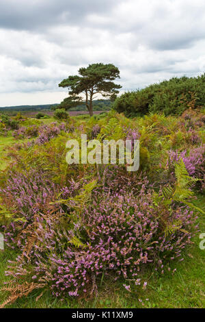 Lone pine tree with ling heather, Calluna vulgaris, and ferns at Bratley View, New Forest National Park, Hampshire, England UK in August summer Stock Photo