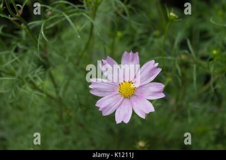 A single bright light pink Cosmos flower with eight petals and a yellow centre on a stem in full bloom in Summer in the garden with green leaves in th Stock Photo