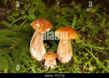 Boletus Edulis. In Forest Under Fir Tree Growing Three Edible Boletus Edulis. Mushroom Boletus Edulis Under Fir-Tree. Stock Photo