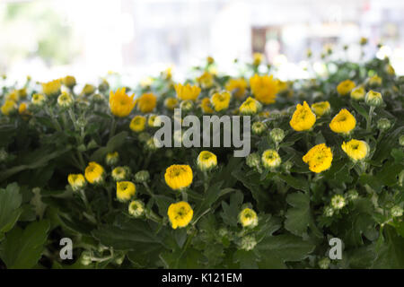 Yellow flowers in close-up - chrysanthemums. Stock Photo