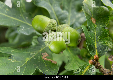 Acorns growing on a native English Oak Tree, Quercus robur, the common oak. Stock Photo